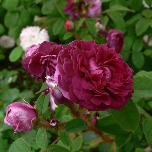 Shop - Rosa Capitaine John Ingram - violett - moos-rosen - stark duftend - Jean Laffay - Aus dieser malvenfarbenen, intensiv duftenden Moosrose kann man eine dicht verzweigte, buschige Rose züchten.